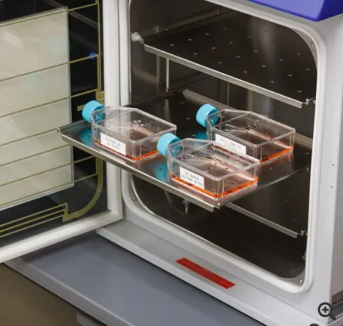 image - 2025-08-05T145052.156.webp